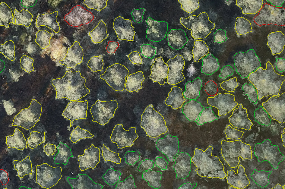 Vitalitätsbewertung